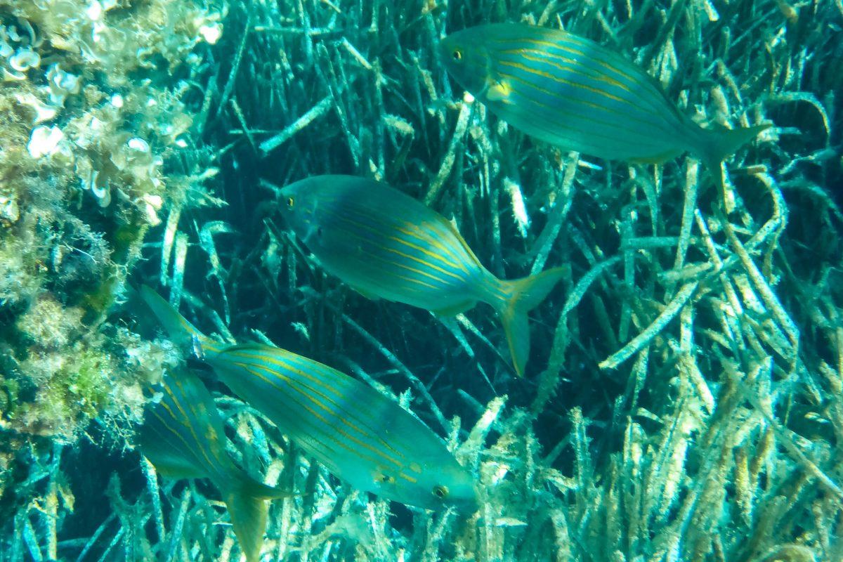 Those who have experienced the maritime diversity of Isla Cabrera know why 90 of the area of the national park is under water, Mallorca, Spain - © Lila Pharaoh / franks-travelbox