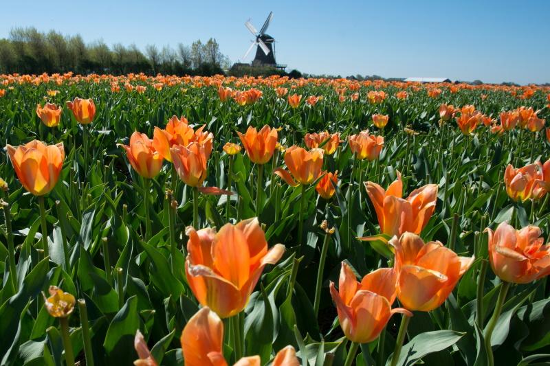 Callantsoog bollenvelden